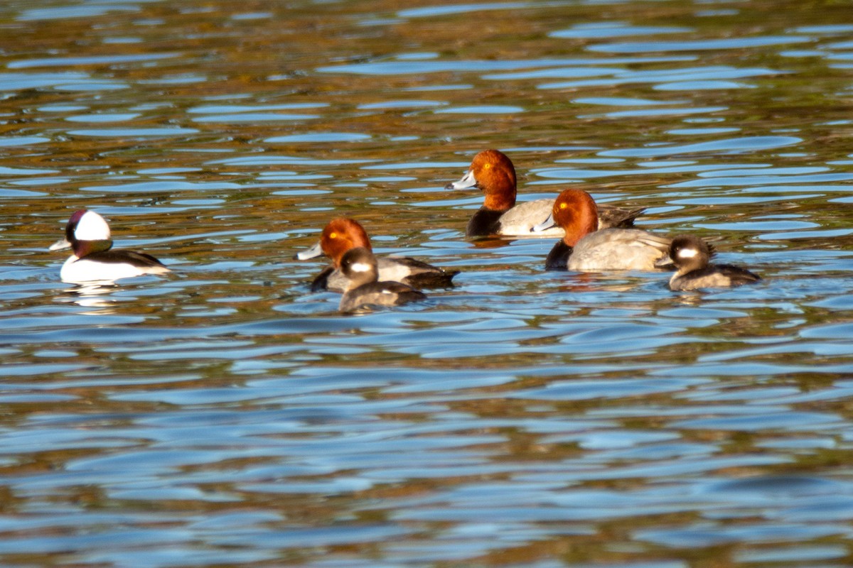 Redhead - ML647147212