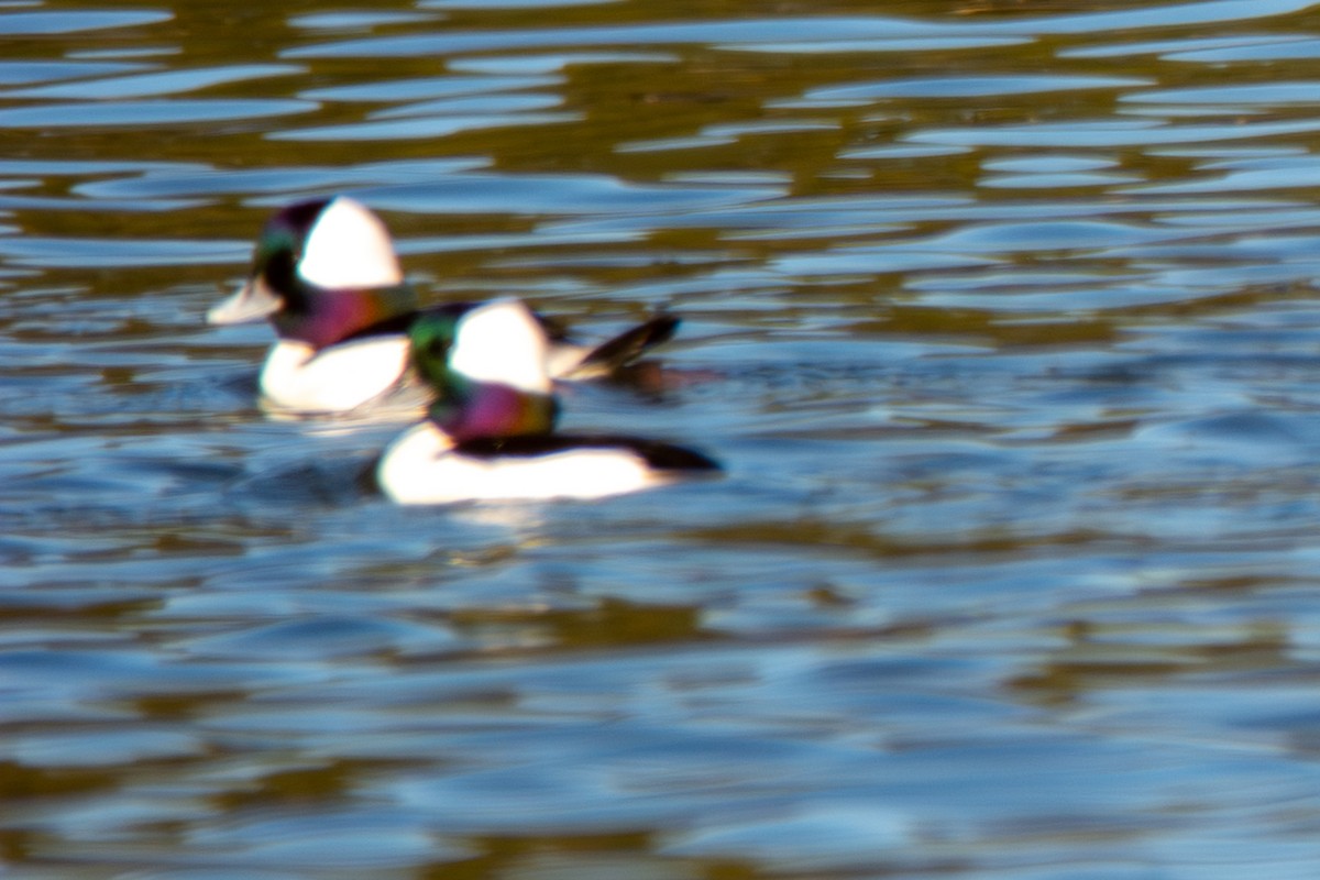 Bufflehead - ML647147219