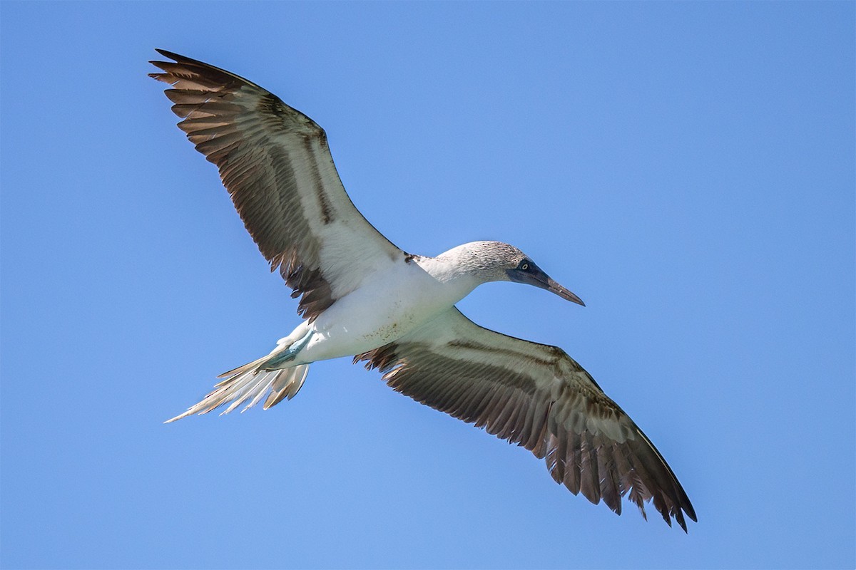 Blue-footed Booby - ML647147224