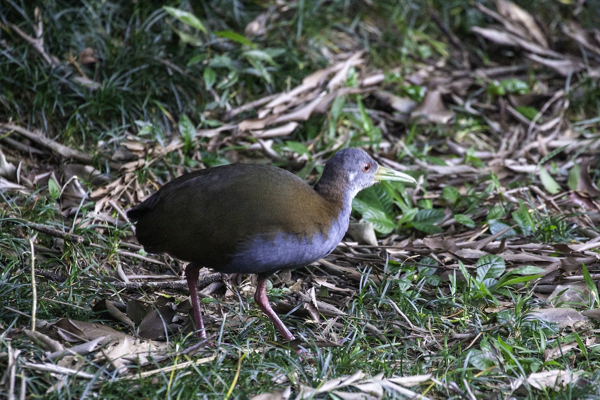 Slaty-breasted Wood-Rail - ML647147225