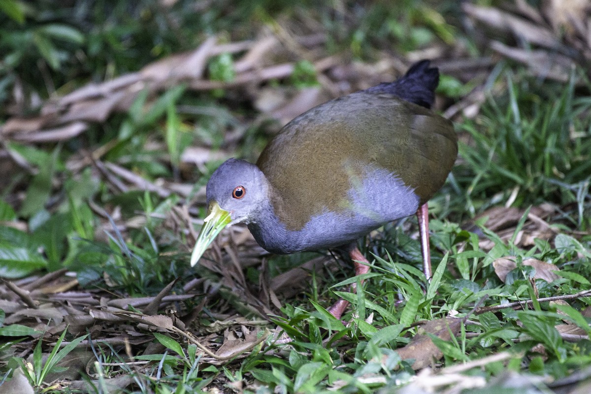 Slaty-breasted Wood-Rail - ML647147226