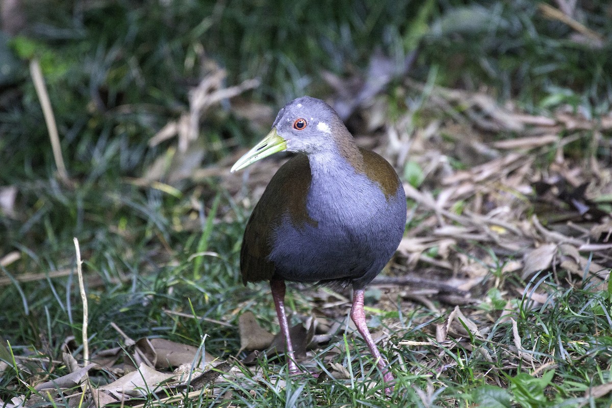 Slaty-breasted Wood-Rail - ML647147227
