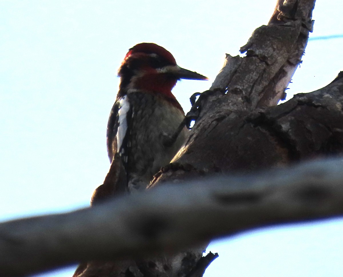 Red-naped Sapsucker - ML647147228