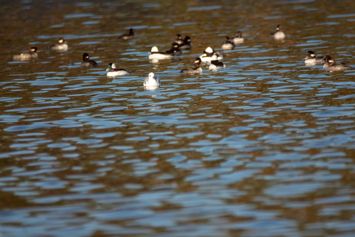 Bufflehead - ML647147229