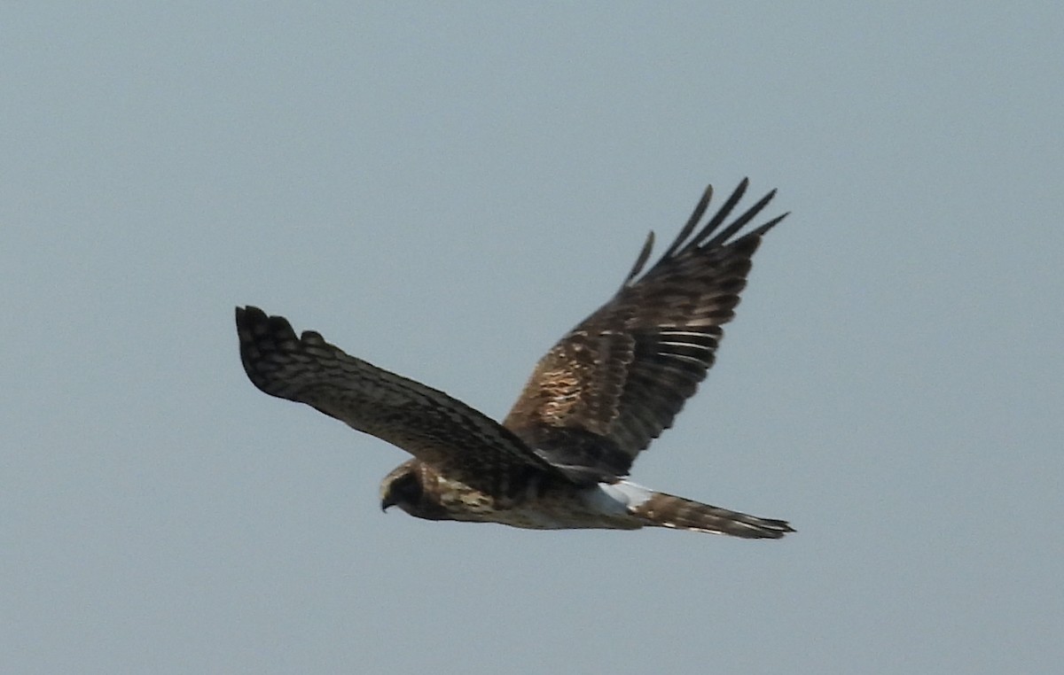 Northern Harrier - ML647147230