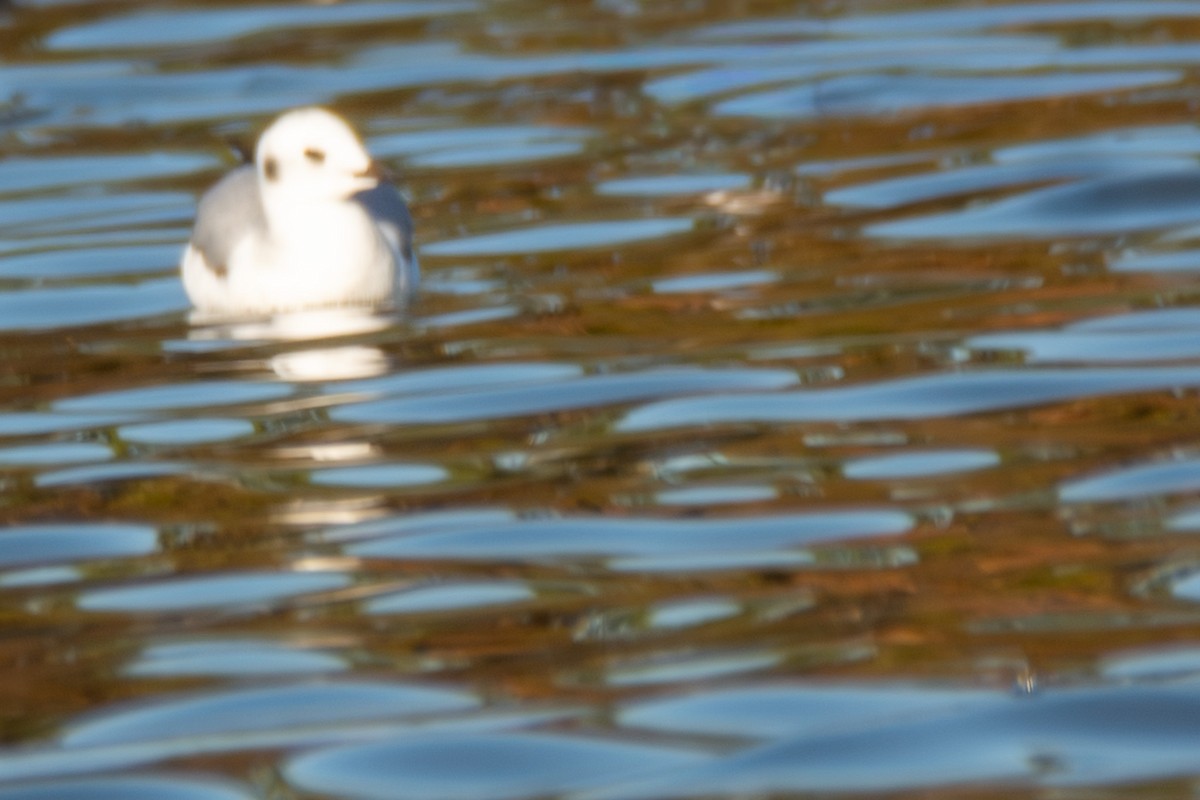 Bonaparte's Gull - ML647147233
