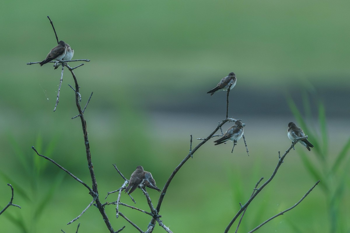 Northern Rough-winged Swallow - ML647147234