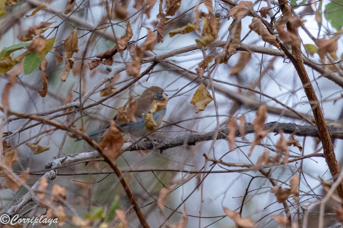 Red-cheeked Cordonbleu - ML647147235