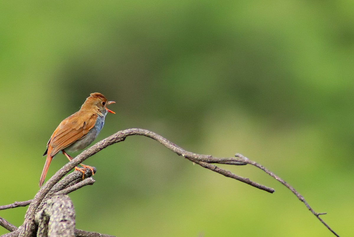 Orange-billed Nightingale-Thrush - ML647147236
