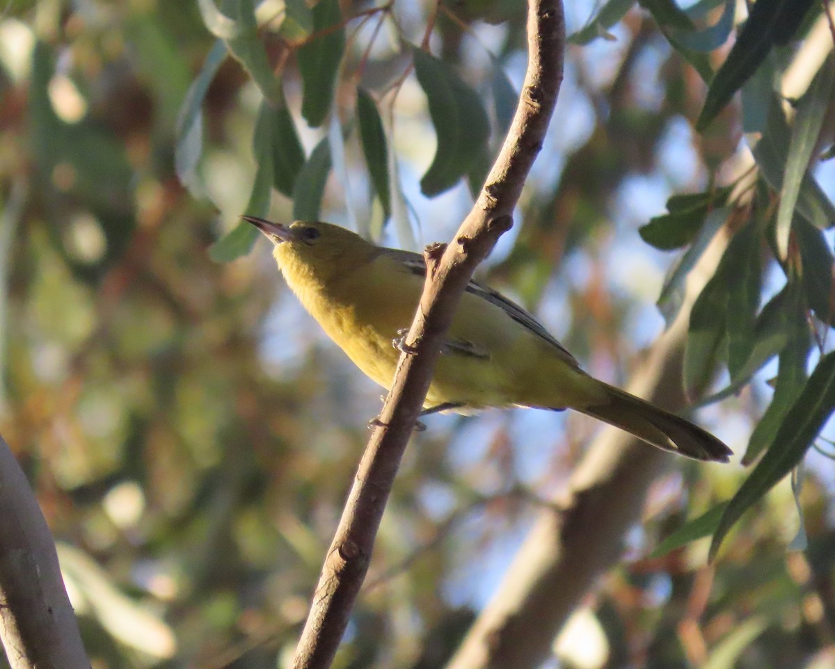 Hooded Oriole - ML647147237