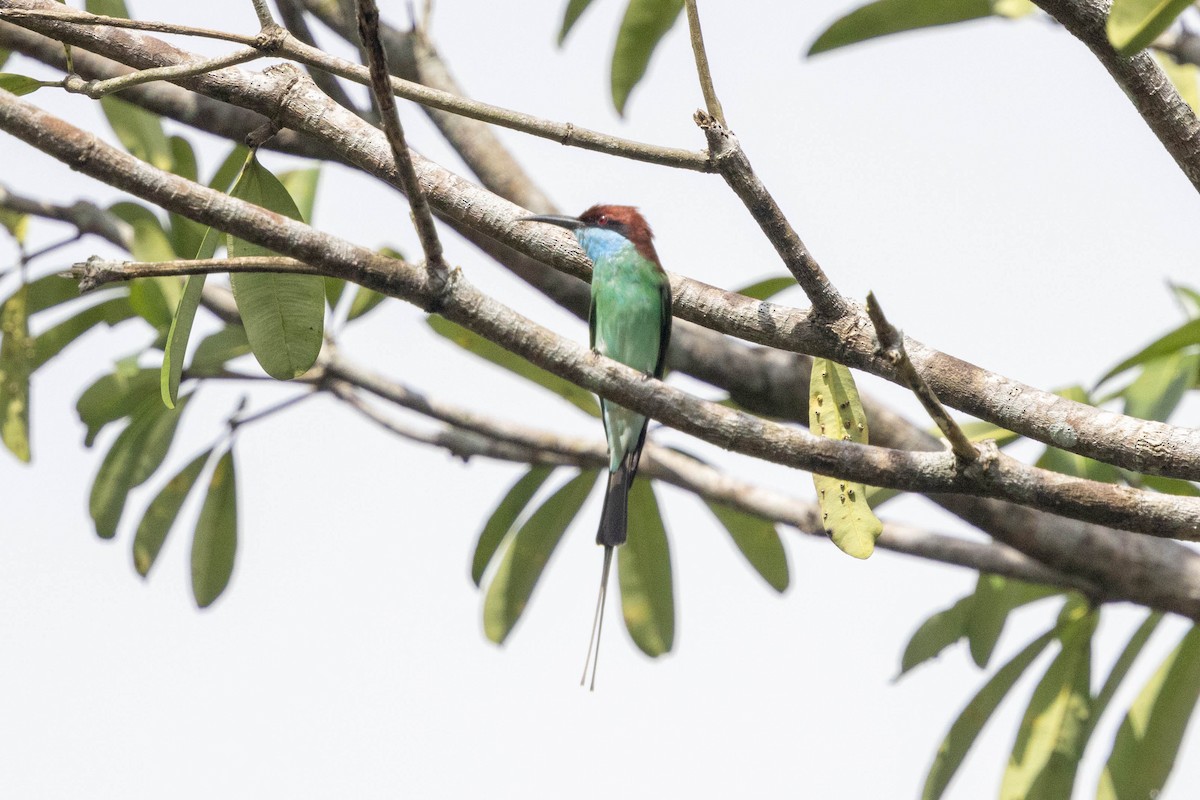 Малайская щурка - ML647147238