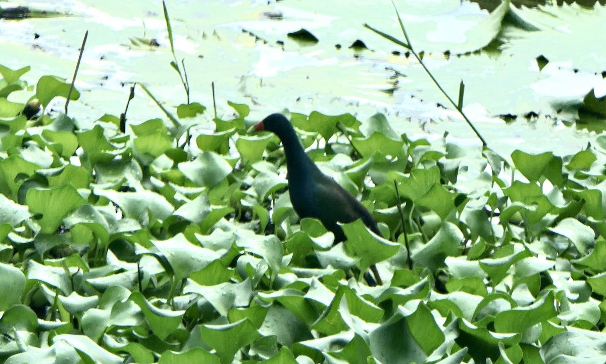 Purple Gallinule - ML647147239