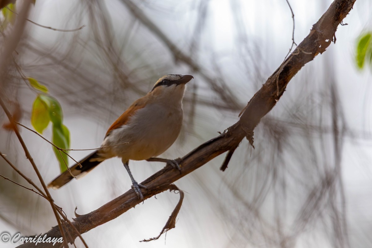 Black-crowned Tchagra - ML647147240