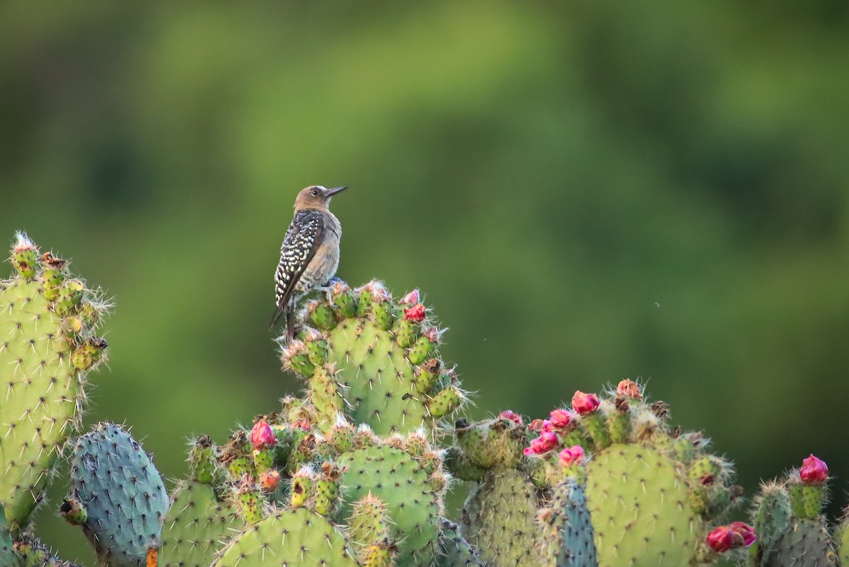 Gray-breasted Woodpecker - ML647147241