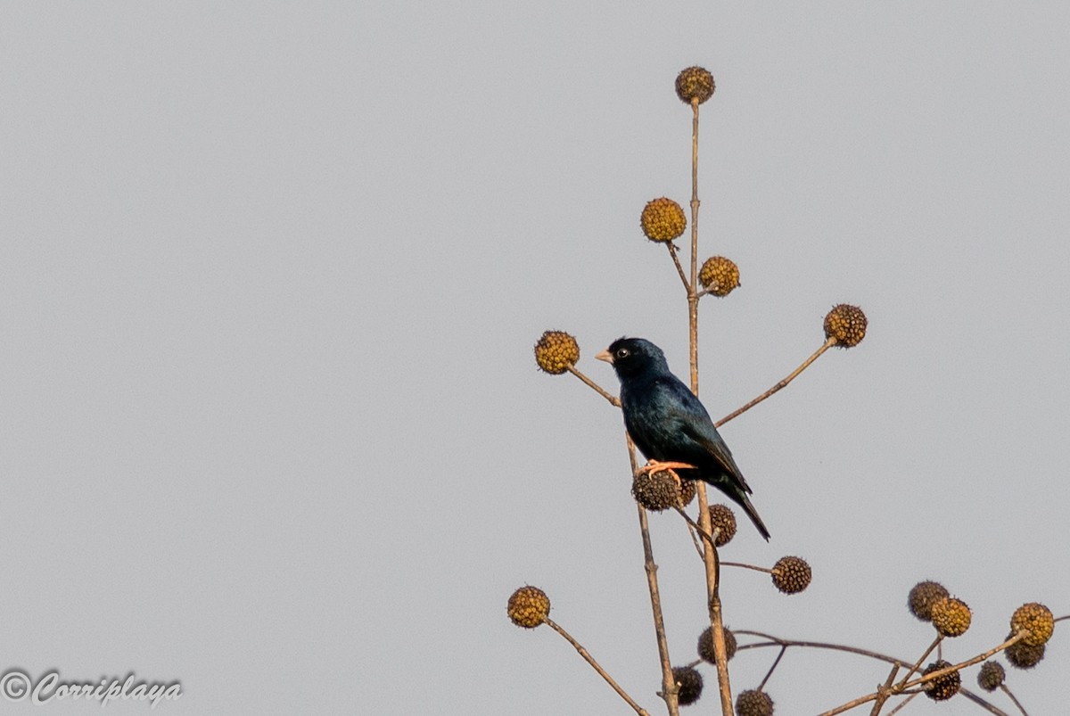 Village Indigobird - ML647147243