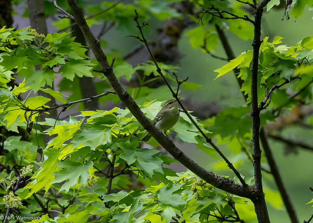 Green Warbler - ML647147244