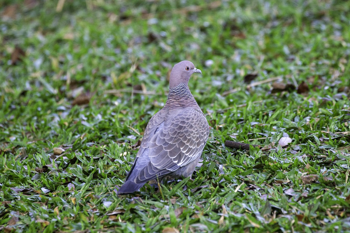 Picazuro Pigeon - ML647147246
