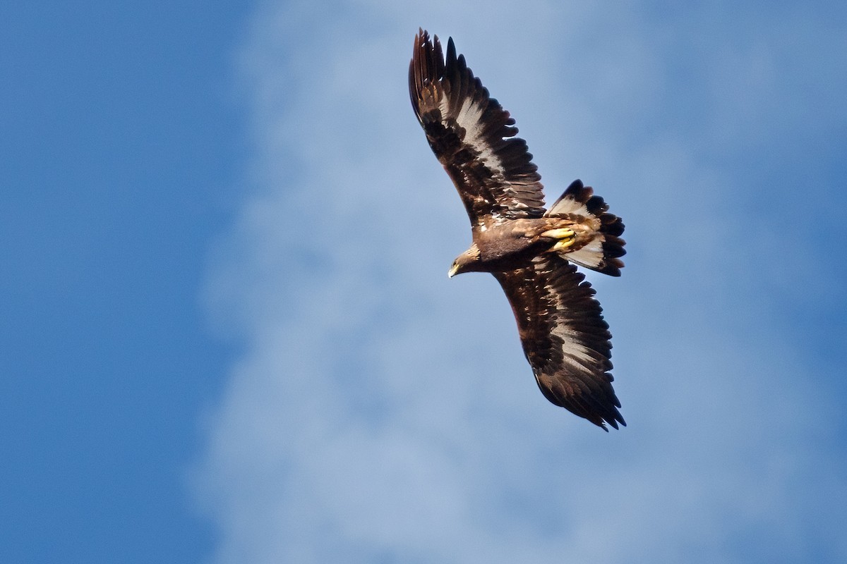 Golden Eagle - ML647147247