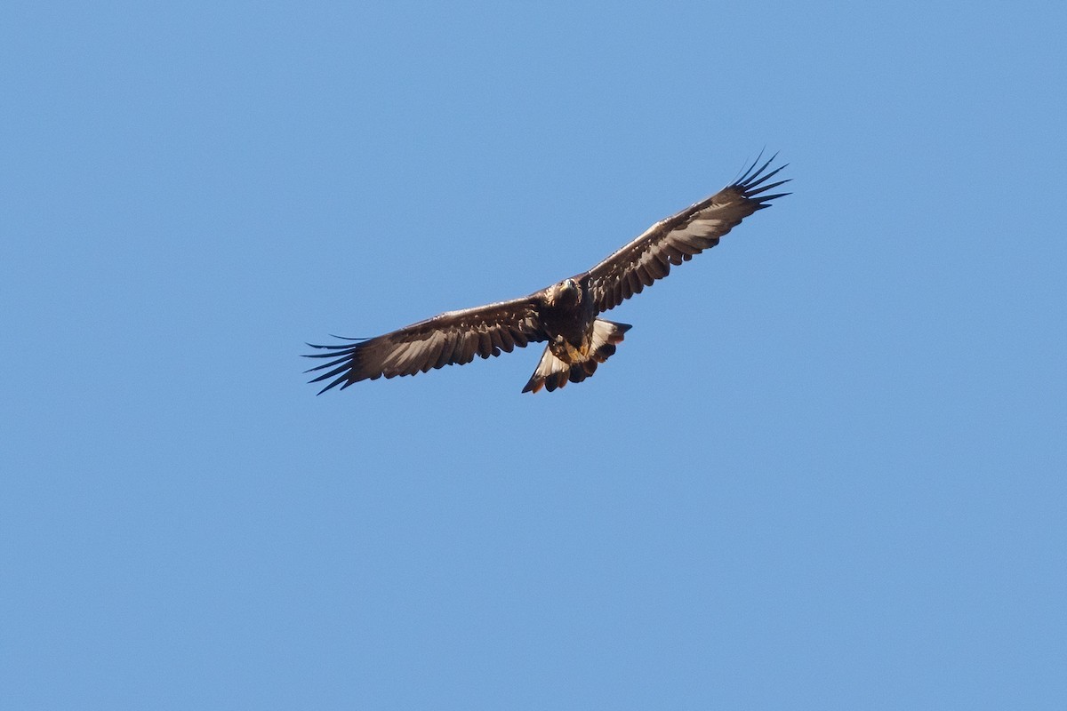 Golden Eagle - ML647147248