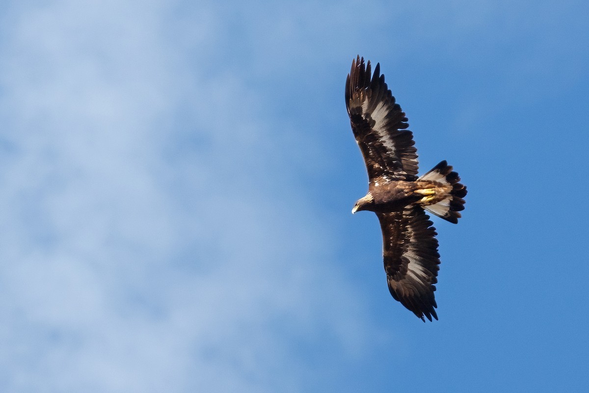 Golden Eagle - ML647147250