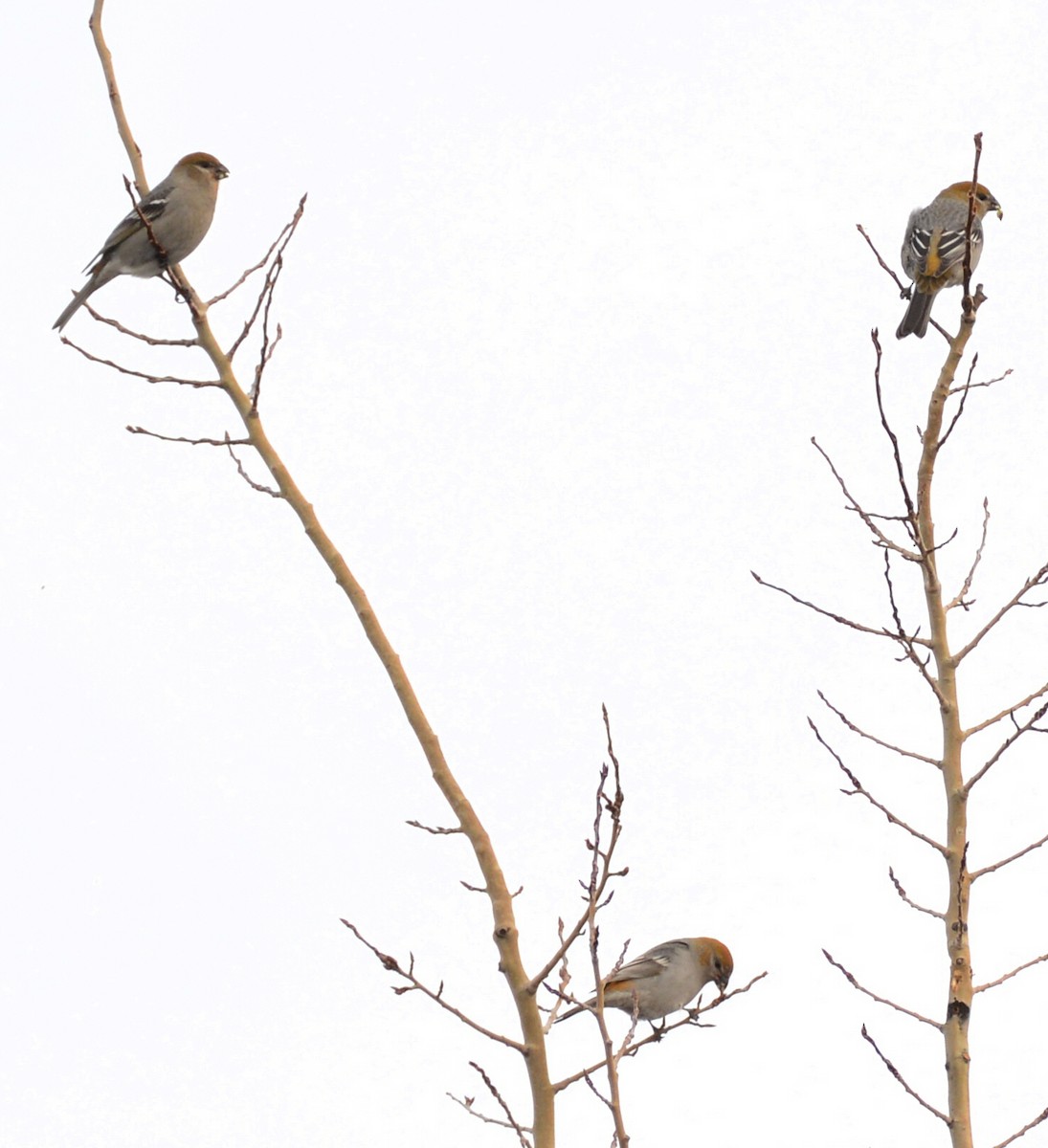 Pine Grosbeak - ML647147251