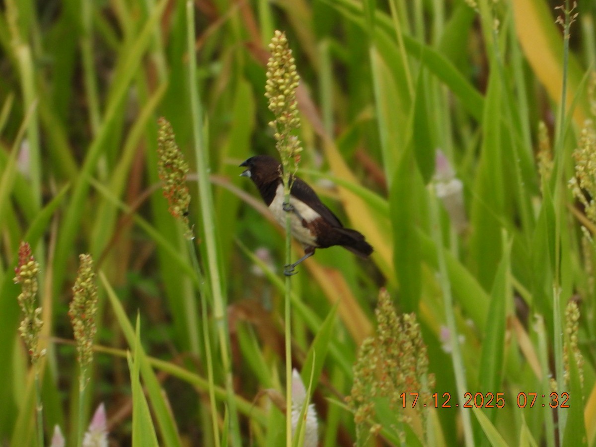 White-rumped Munia - ML647147252