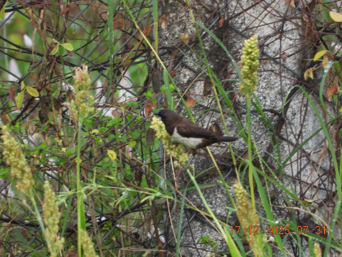 White-rumped Munia - ML647147254