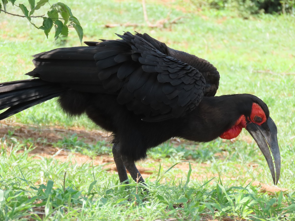 Southern Ground-Hornbill - ML647147255