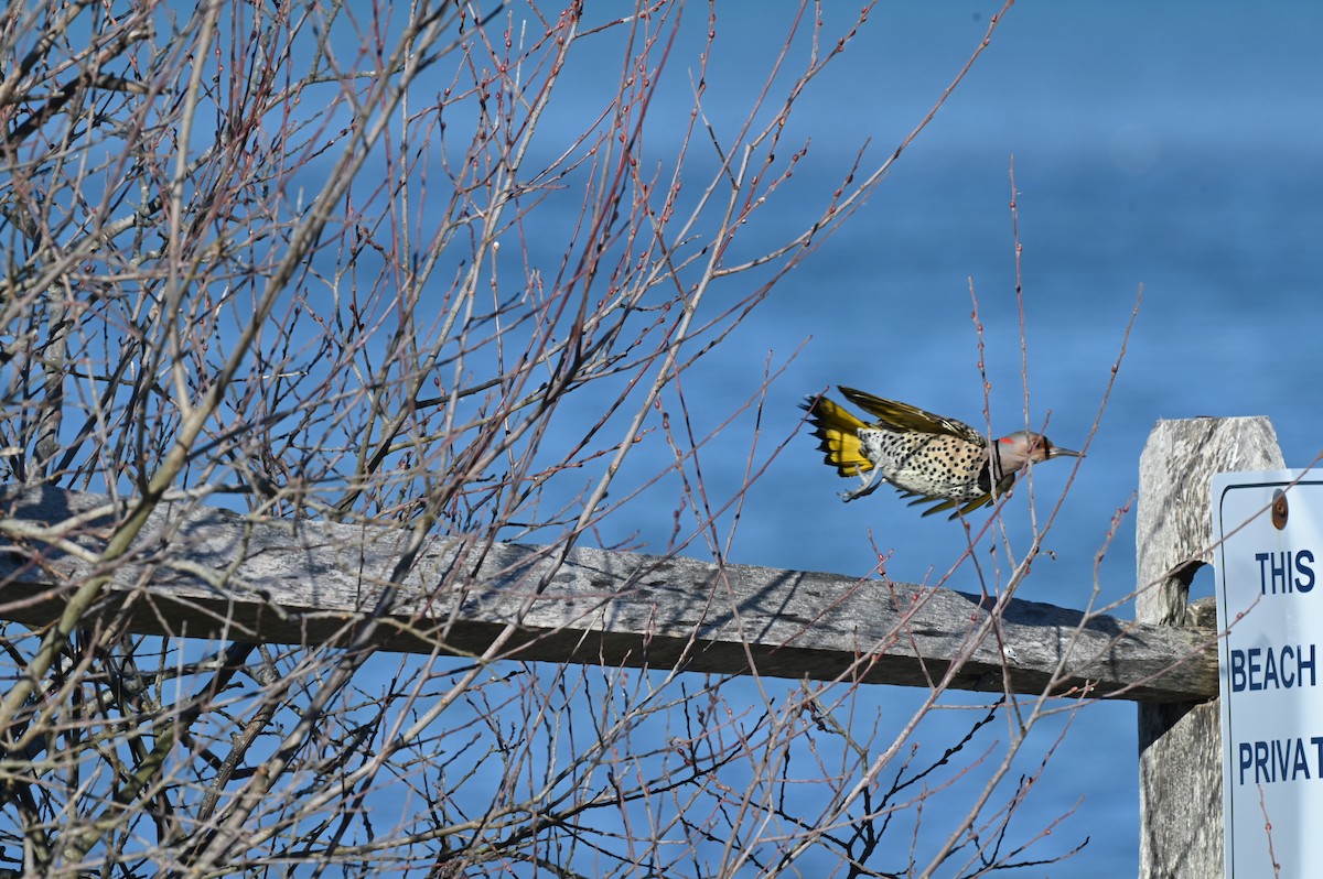 Northern Flicker - ML647147257