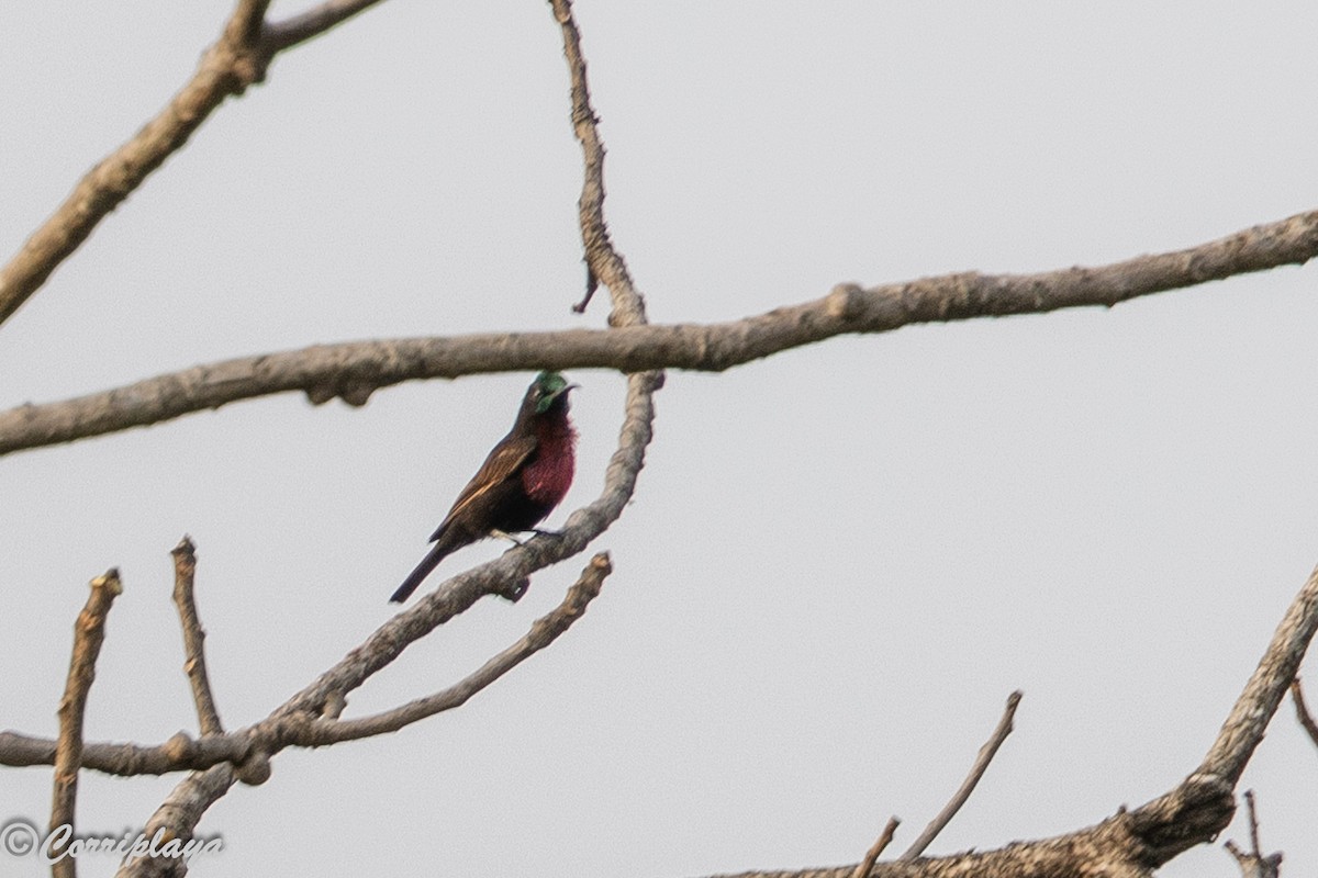 Scarlet-chested Sunbird - ML647147258