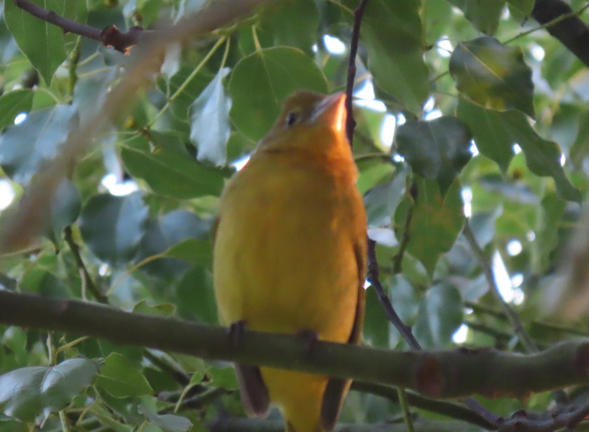 Summer Tanager - ML647147259