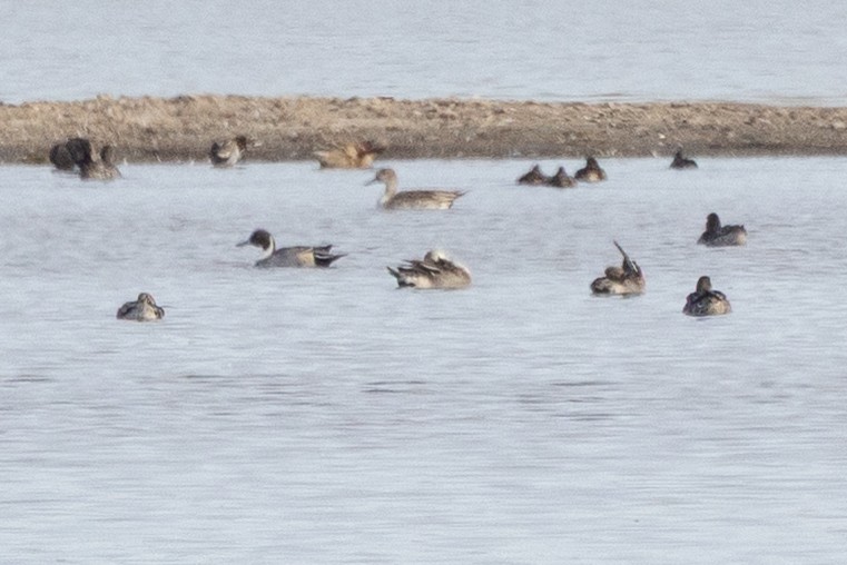 Spießente - ML647147261