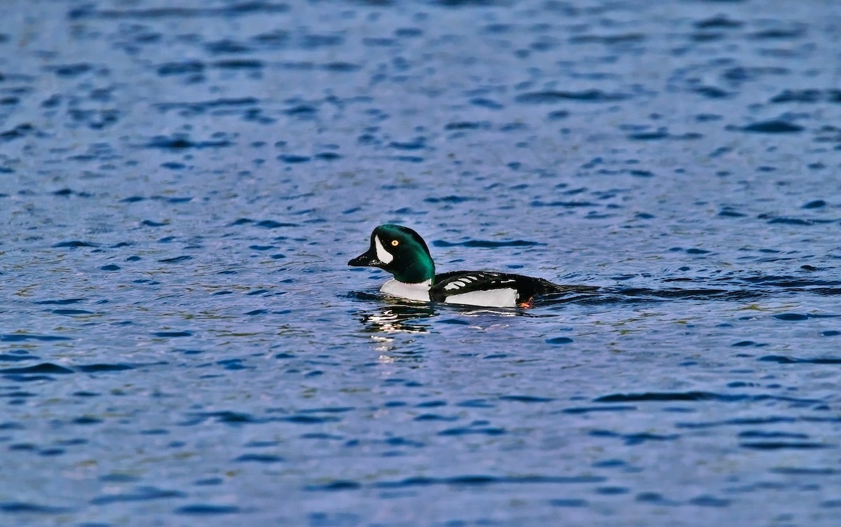 Barrow's Goldeneye - ML647147262