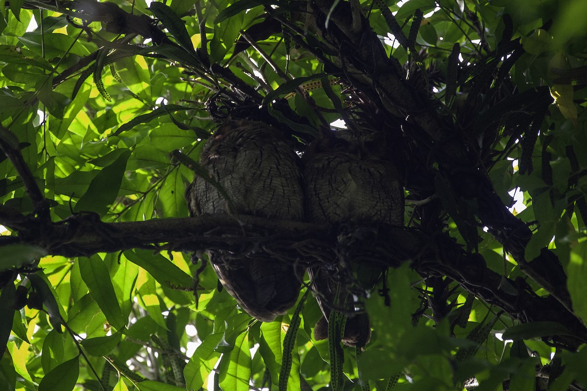 Tropical Screech-Owl - ML647147264