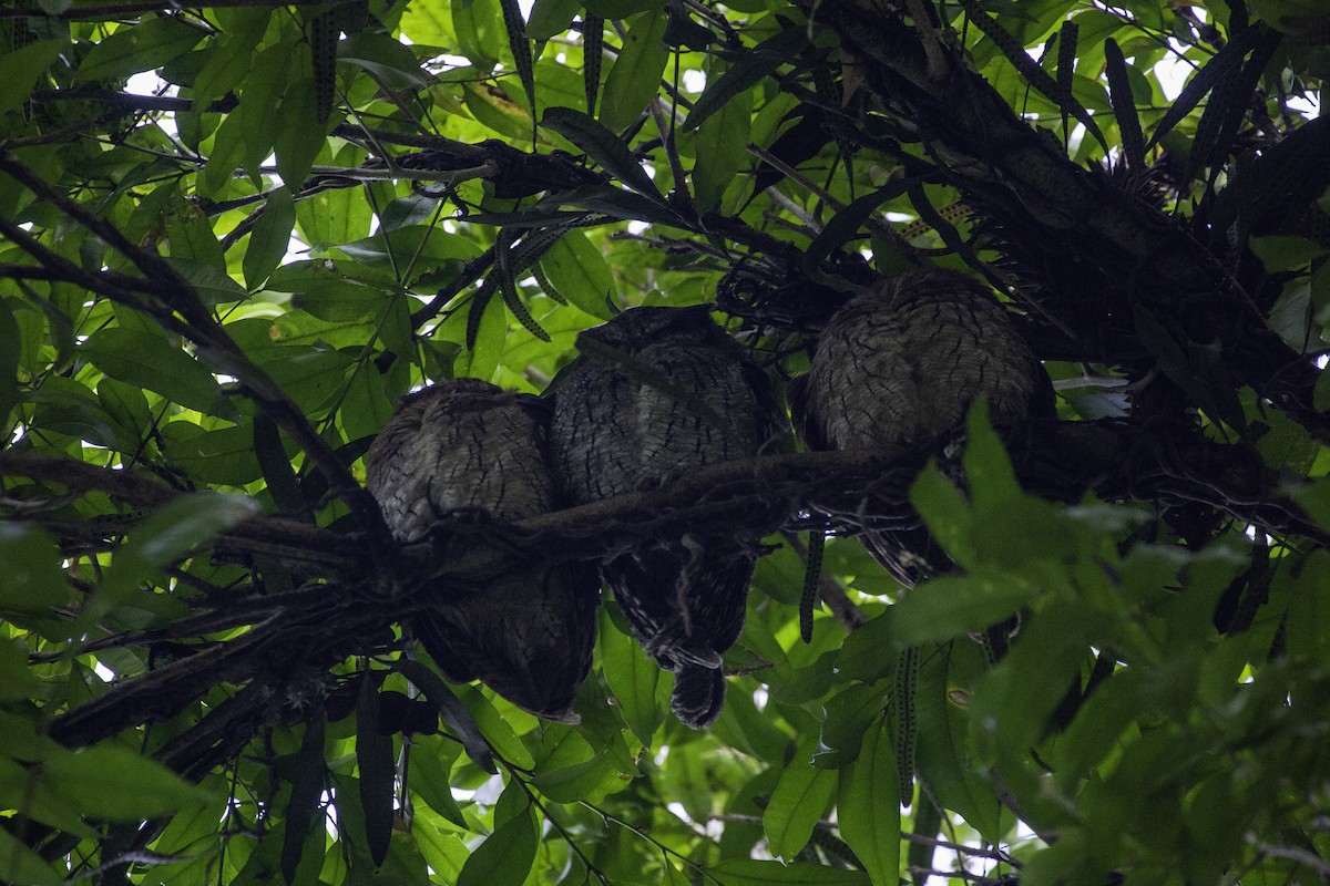 Tropical Screech-Owl - ML647147265