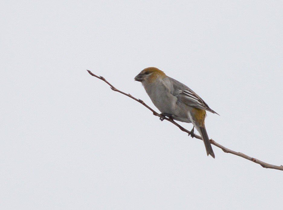 Hakengimpel - ML647147268