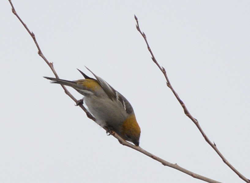 Hakengimpel - ML647147276