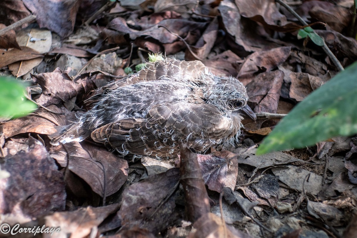 Vinaceous Dove - ML647147287