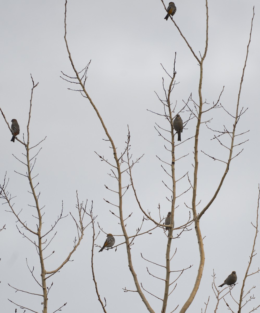 Hakengimpel - ML647147295