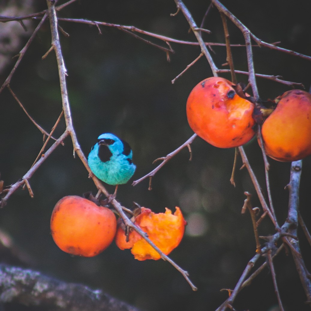 Blue Dacnis - ML647147298