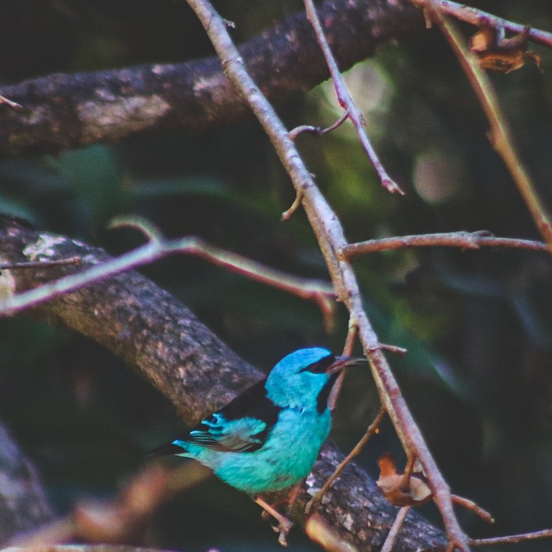 Blue Dacnis - ML647147299