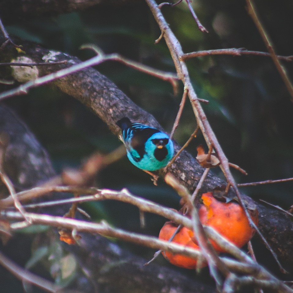 Blue Dacnis - ML647147300