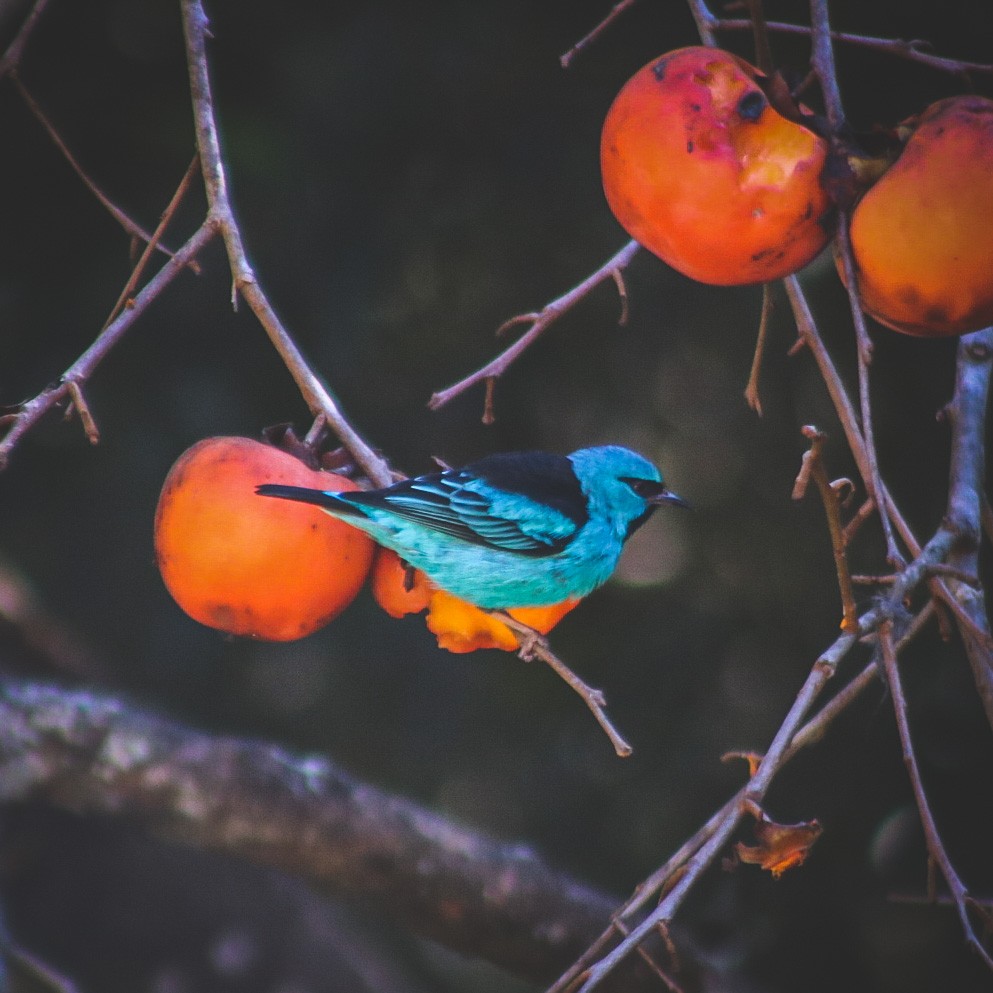 Blue Dacnis - ML647147301