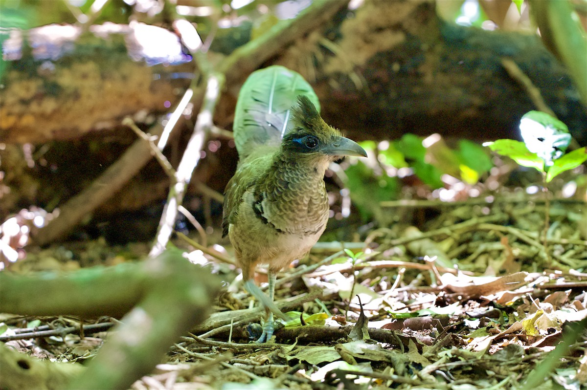 Rufous-vented Ground-Cuckoo - ML647147353