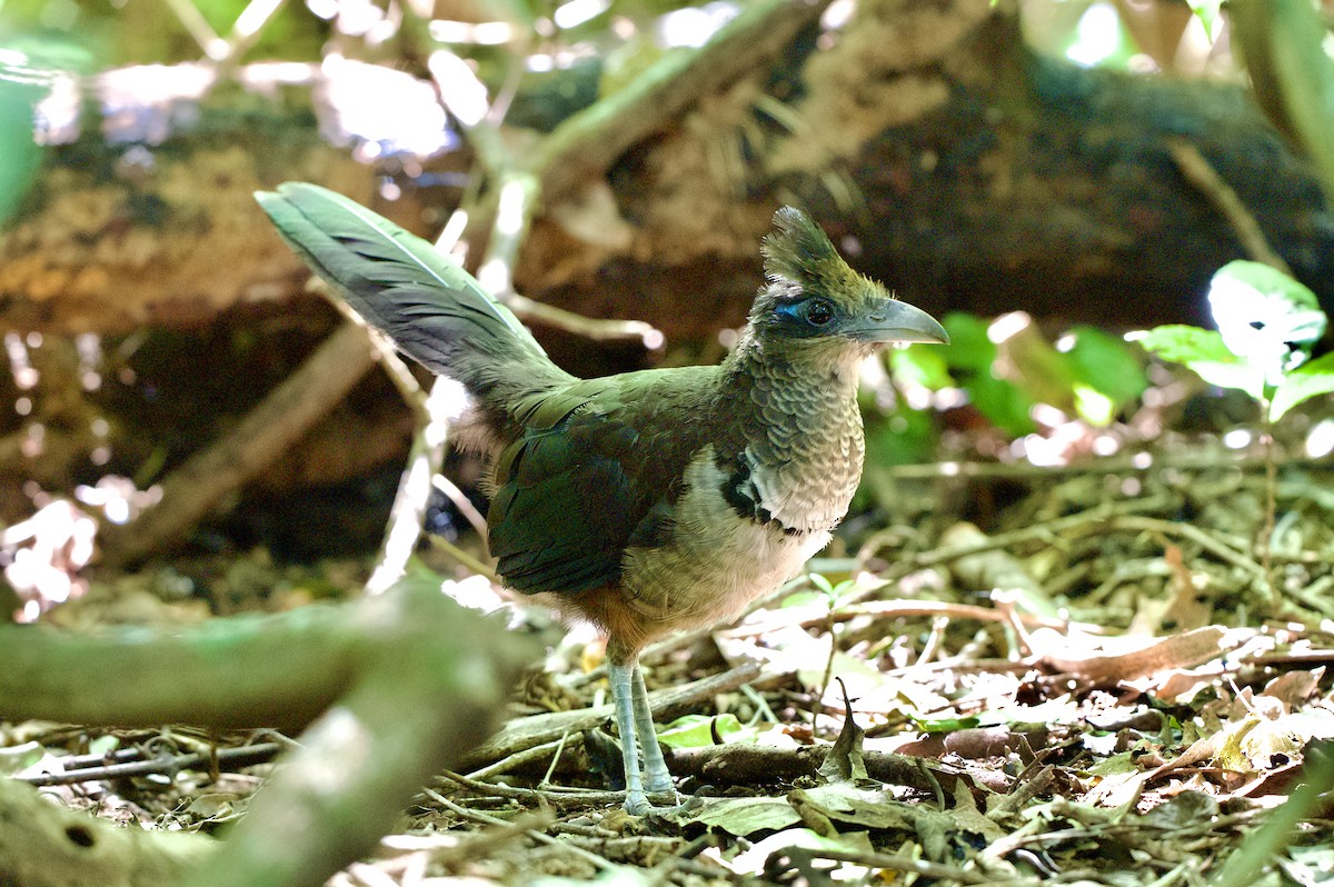Rufous-vented Ground-Cuckoo - ML647147354