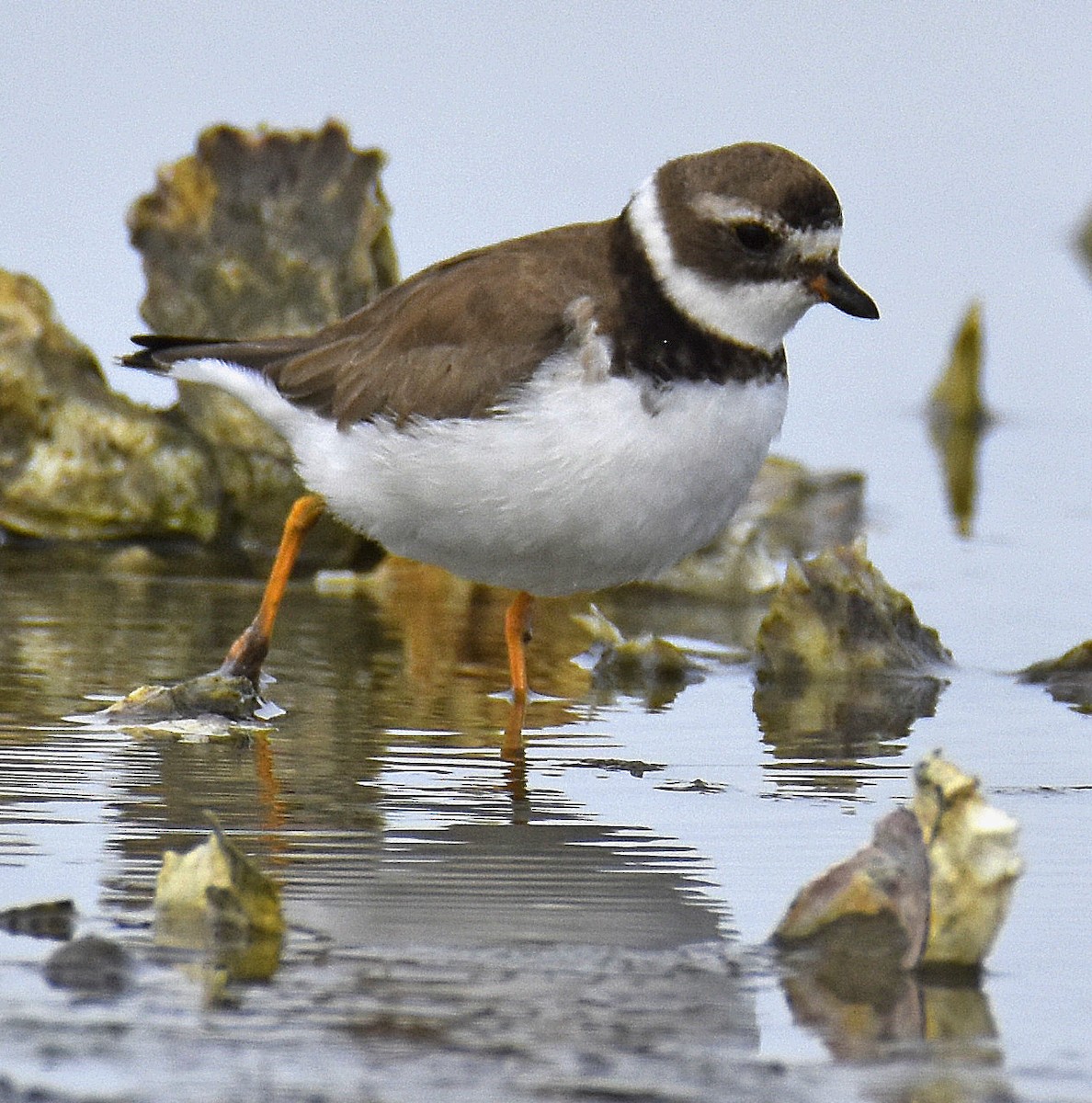 Semipalmated Plover - ML647147363
