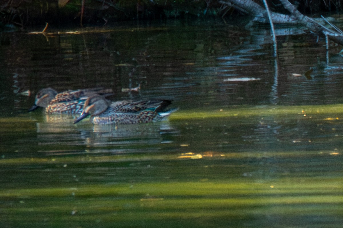 Green-winged Teal - ML647147364