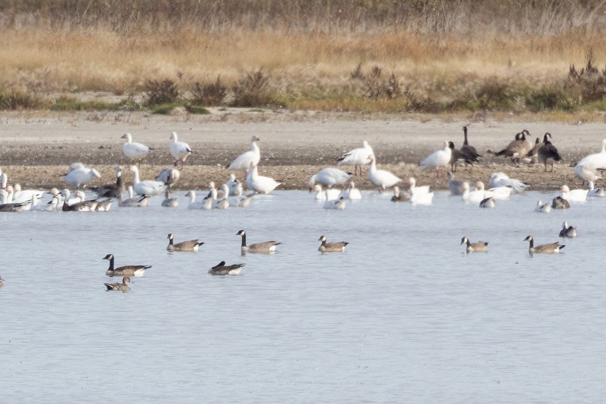 Zwergkanadagans - ML647147365