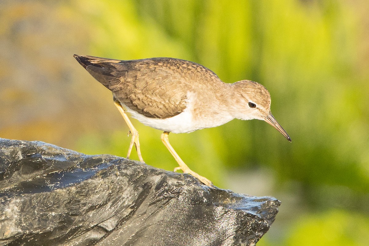 Spotted Sandpiper - ML647147370