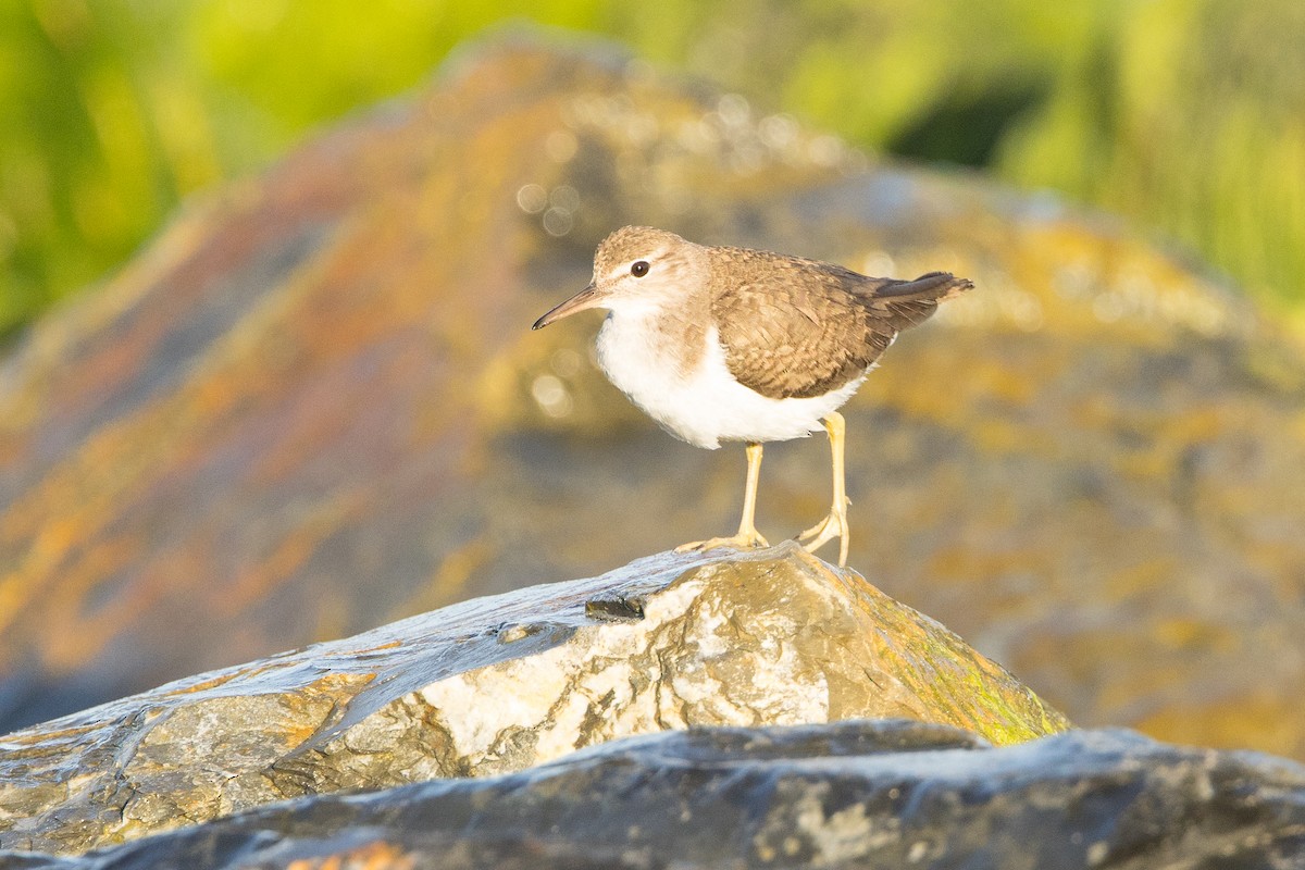 Spotted Sandpiper - ML647147371